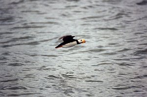 Puffin, Horned, Homer, AK, 1999-06, B07P59I02